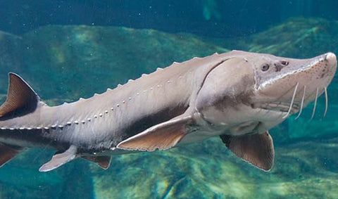 sturgeon fish in water