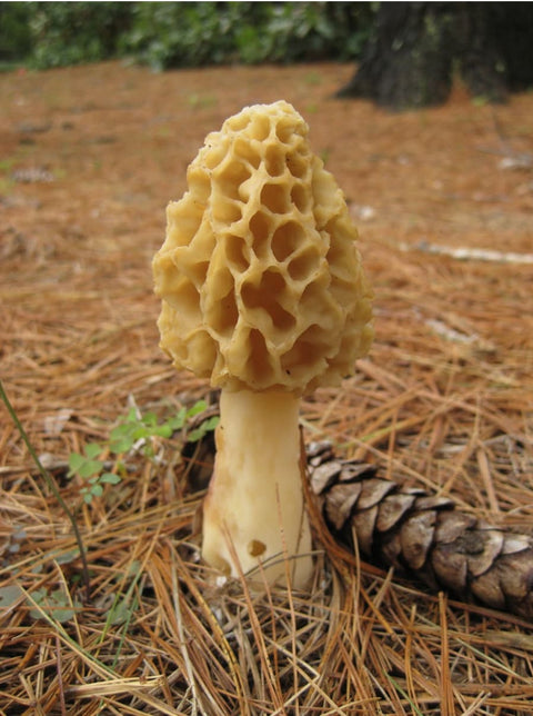 Morrel Mushrooms – Here’s Everything you Should Know About Them