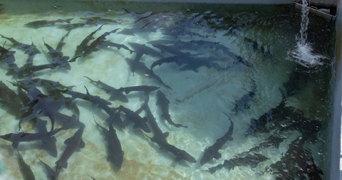 Sturgeon Caviar Farms