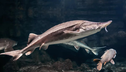 Sturgeon