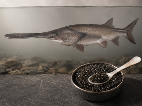 Paddlefish Caviar: A Guide to America’s Freshwater Delicacy