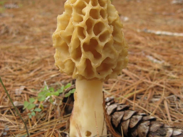 Morrel Pattern Morrel Mushrooms – Here’s Everything you Should Know About Them ...