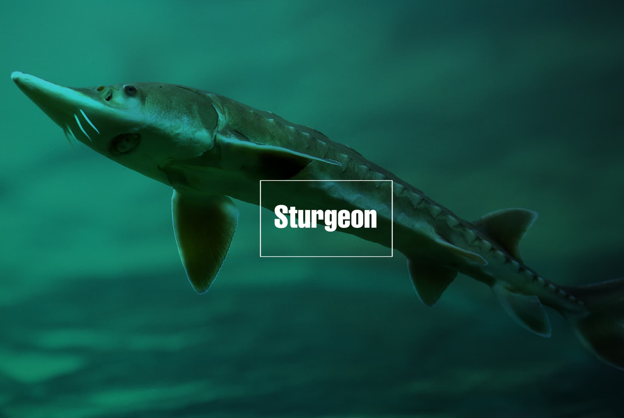 Sturgeon fish