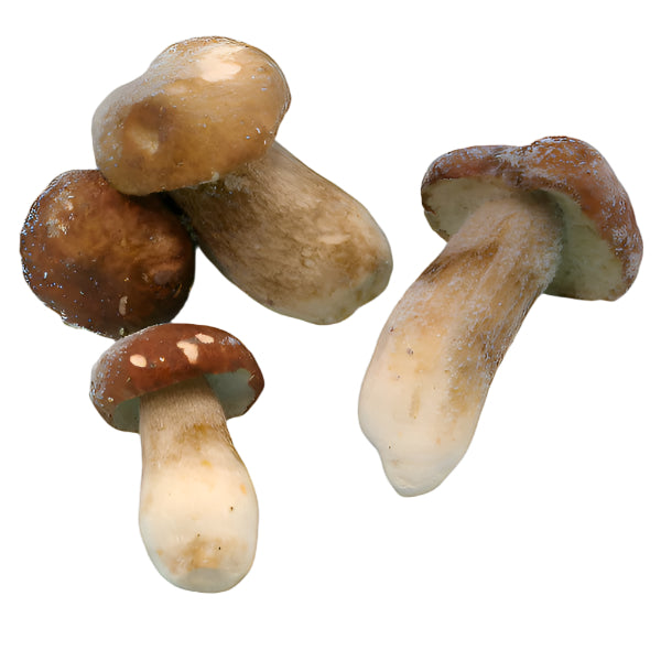 Frozen Porcini Extra- Large - Caviar Lover - Frozen Porcini Extra- Large